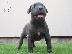 PoulaTo: Κουτάβια Bluenose Pitbull